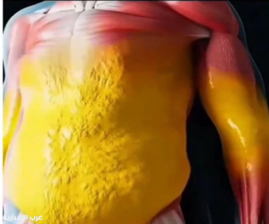 الدكتور الخضيري يحذر: لا حبوب تزيل دهون الكبد ويوضح 5 خطوات لإنهاء الكرش
