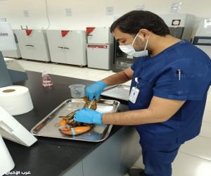 ‏‏بيئة مكة: 686 عينة مخبرية و66 شهادة صحية بيطرية تدعم تصدير المنتجات السمكية للخارج