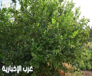 المدينة المنورة تبدأ حصاد إنتاجها من ليمون "أبو زهير"