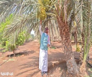 بيئة رابغ تكثف جولات ميدانية للحد من حرائق مخلفات المزارع وتعزيز السلامة الزراعية
