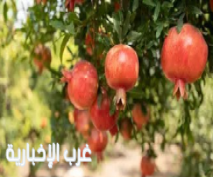 1.3 مليون شجرة رمان في المملكة تنتج 39.7 ألف طن خلال موسم الصيف