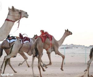 ميدان الأصايل بمحافظة العُلا يحتضن سباقات للهجن