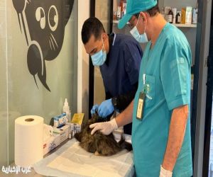 *"وقاء" تبوك يطلق حملة لتحصين الحيوانات الأليفة ضد السعار
