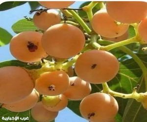 شجره البمبره من الفاكهة الصيفية. بمحافظه العلا