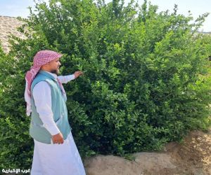 مكتب وزارة البيئة والمياه والزراعة بمحافظة رابغ يكثّف الجولات الرقابية على مزارع المحافظة