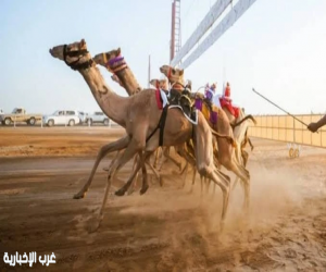 نتائج سباق هجن نجران لسن «اللقايا فما فوق» بمشاركة 10 أشواط