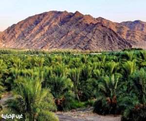 القطاع الزراعي بالمدينة المنورة يسجّل نمواً قياسياً بنسبة 44% مدعوماً بمشاريع التنمية الكبرى