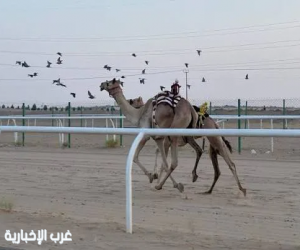 سيطرة ثنائية تحسم منافسات سنّ «اللقايا» بميدان هجن نجران