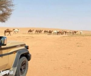 الأمن البيئي يضبط مخالفين للرعي وإشعال النار