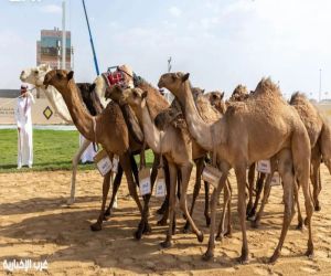 بجوائز تتجاوز 10 ملايين ريال.. انطلاق منافسات فئة «اللقايا» في مهرجان ولي العهد للهجن 2026 بالطائف