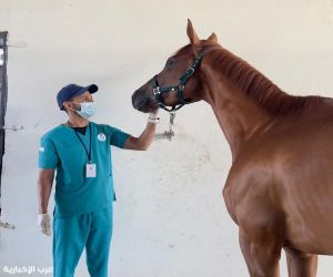 "وقاء مكة" يكثف أعماله البيطرية للحفاظ على صحة الخيل في موسم سباقات الطائف 2026