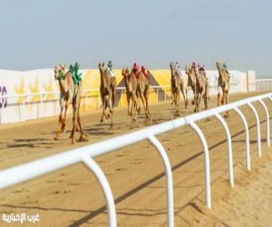 492 مليون ريال القيمة السوقية لـ 114 مطية تتنافس غدًا في ختام مهرجان ولي العهد للهجن