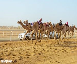 "سباقات الهجن".. صناعة مستدامة تقودها السعودية نحو العالمية