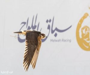 12 شوطاً في سباق الملواح بمعرض الصقور والصيد السعودي الدولي 2026.. وجوائز تتجاوز 723 ألف ريال