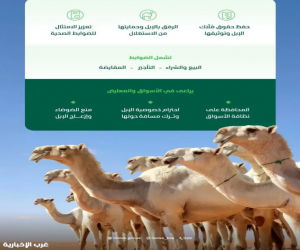 وزارة البيئة تعتمد ضوابط جديدة لتنظيم المتاجرة بالإبل