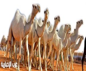 البيئة تعتمد ضوابط تنظيم المتاجرة بالإبل