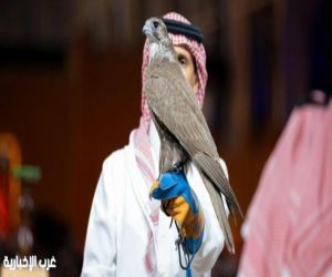 550 ألف ريال حصيلة مزاد الصقور المنغولية في ليلة واحدة