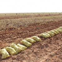 "وادي الدواسر" تزرع 5000 هكتار من البطاطس