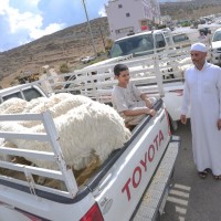 أسواق الماشية في الباحة تشهد إقبالاً كبيراً من المتسوقين الراغبين في شراء الأضاحي