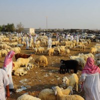 سوق المواشي بمحافظة جدة يشهد حركة نشطة استعداداً لعيد الأضحى المبارك