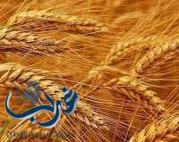 استكمال ضوابط تسجيل المستثمرين السعوديين بالخارج لتوريد احتياجات المملكة من القمح