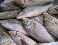 إنتاج المملكة من الأسماك والأحياء البحرية يرتفع لـ69 ألف طن خلال العام الماضي