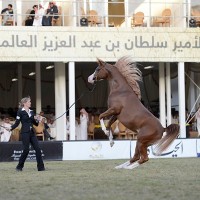 مهرجان الأمير سلطان العالمي للجواد العربي يعلن حكام النسخة الثالثة