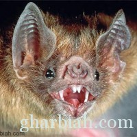  د.ابتسام التميمي: الخفاش هو المسبب لمرض كورونا 