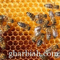 دراسات علمية تؤكد : لاخوف على النحل في المملكة من ظاهرة تناقصه عالمياً