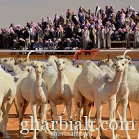 دراسات أوصت بتطعيم الجمال بهدف القضاء على فيروس كورونا