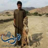 مواطن قتل ذئبًا مسعورًا هاجم طفلاً بمحافظة العيص