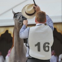 بطولة جمال الخيل العربية الأصيلة الرابعة تواصل تصفياتها لليوم الثاني بالطائف