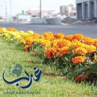 بلدية الظهران تزرع 300 ألف زهرة