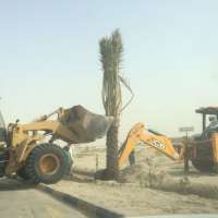 بلدية الخفجي تقوم بزراعة النخيل في ميدان الملك عبد الله
