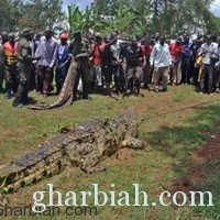 اقتناص تمساح يوغندا الضخم