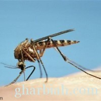 علماء يطورون بعوضة لا تنتج إلا ذكوراً لمكافحة الملاريا