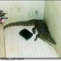 هندي يعثر على تمساح عملاق في حمام منزله