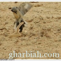  طائر يقتل ثعباناً ويُحَلّق به في "صحراء ساجر"  بالفيديو