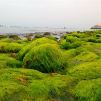 الطحالب الخضراء قد تكون مصدر الكهرباء في المستقبل