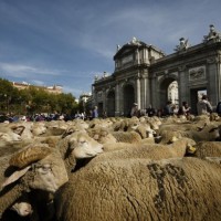 صور: انطلاق مهرجان الأغنام في مدريد
