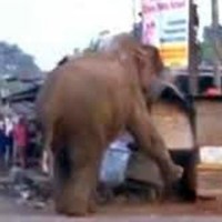 فيل هائج : يثير حالة من الرعب والفزع بإحدى قرى جنوب الهند