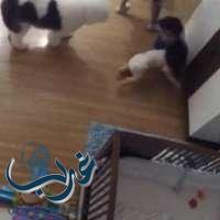 بالفيديو: طفل شجاع يتلقف شقيقه الرضيع بعد سقوطه من سريره