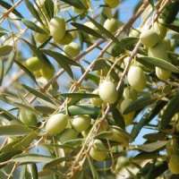 تطوير زراعة الزيتون بمنطقة الباحة