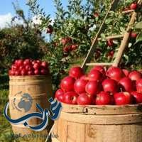 الروبوت:يجني ثمار التفاح في واشنطن