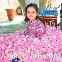 مهرجان الورد الطائفي علامة مميزة لمحافظة الطائف " صور"