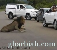 فيديو + صور/ أسد يفرض سيطرته على شارع في جنوب أفريقيا!