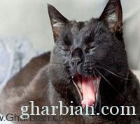 مسن يواجه عقوبة السجن عام لأكله القطط السوداء