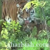 عرض فزور نمر سومطرة لزوار حديقة حيوانات لندن! " فيديو"