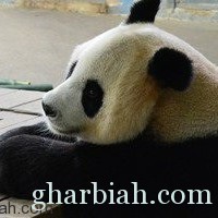 ولادة نادرة لباندا بعد تلقيح اصطناعى في الصين