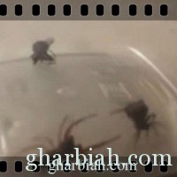 فيديو.. عنكبوت أنثى "تنفجر" الى عشرات العناكب الصغيرة خلال مشاجرة